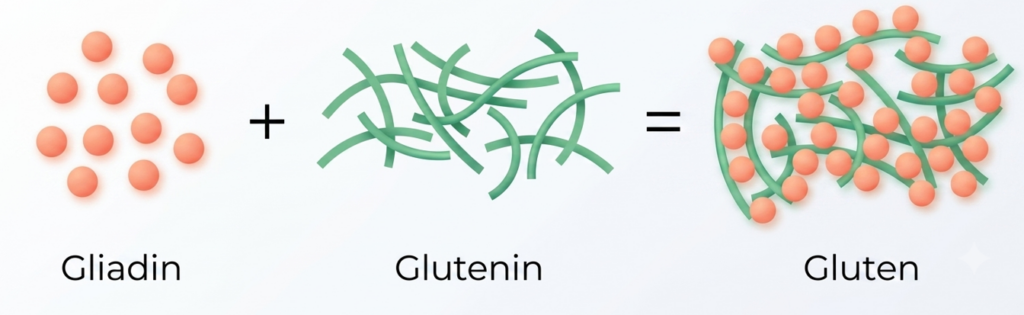 Zusammensetzung von Gluten aus Glutenin & Gliadin
